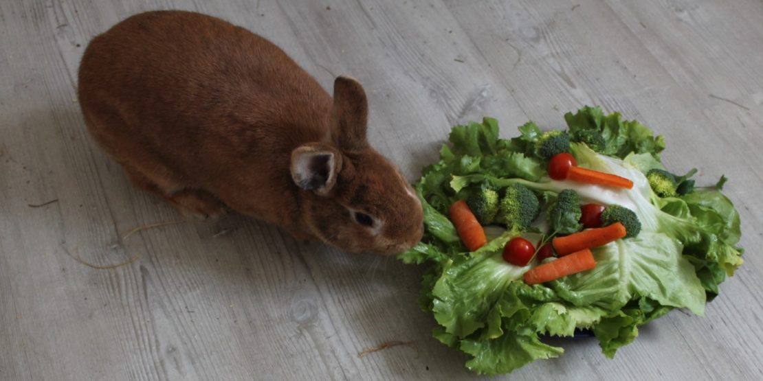 Gemüse für Kaninchen - 10 Regeln