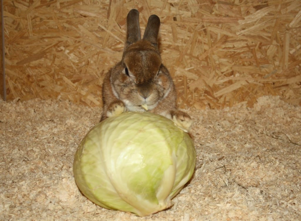 Frisches Hauptgemüse für Kaninchen