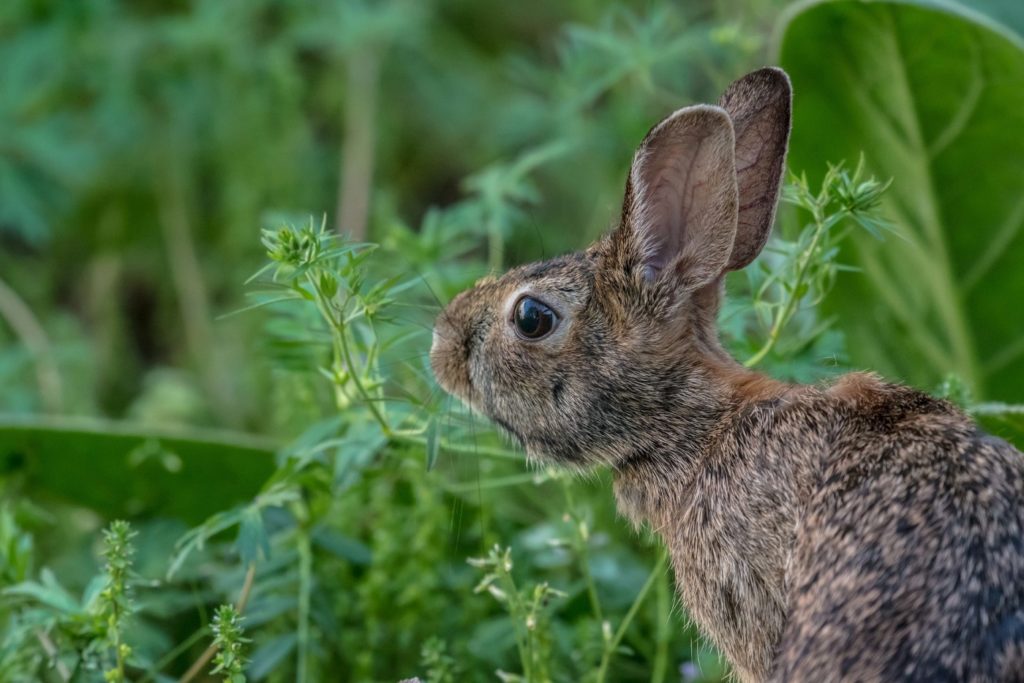 Ernährung in der Natur