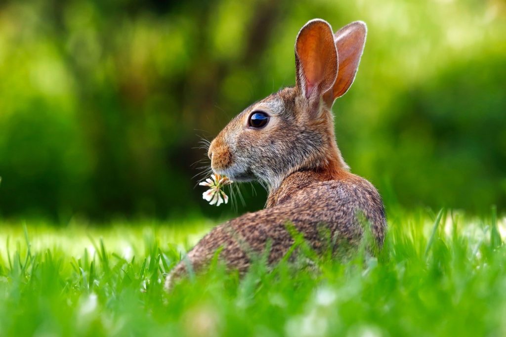 Kaninchen auf eines Wiese in der Natur