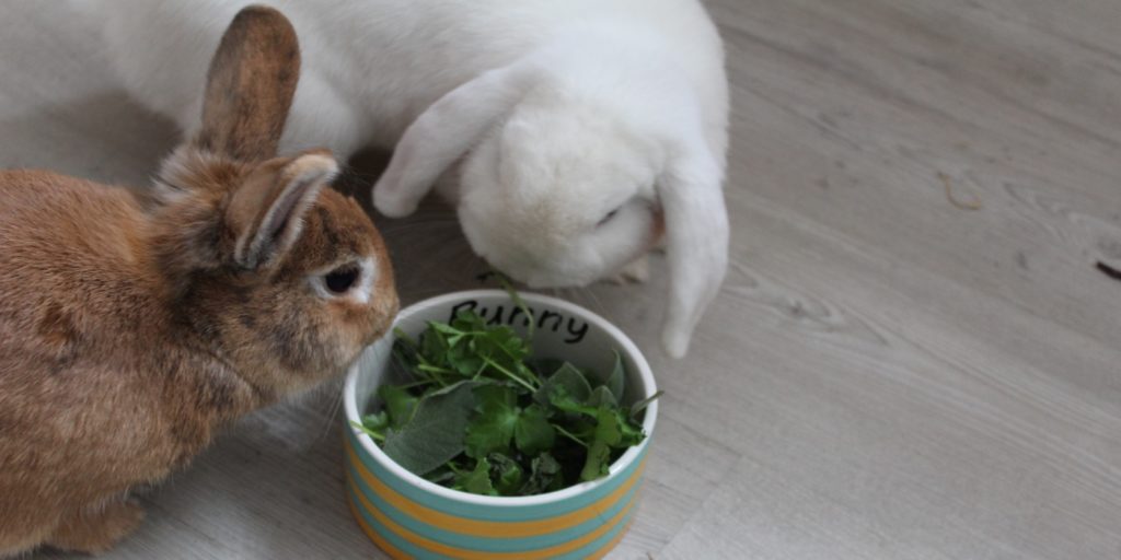 Kräuter für Kaninchen