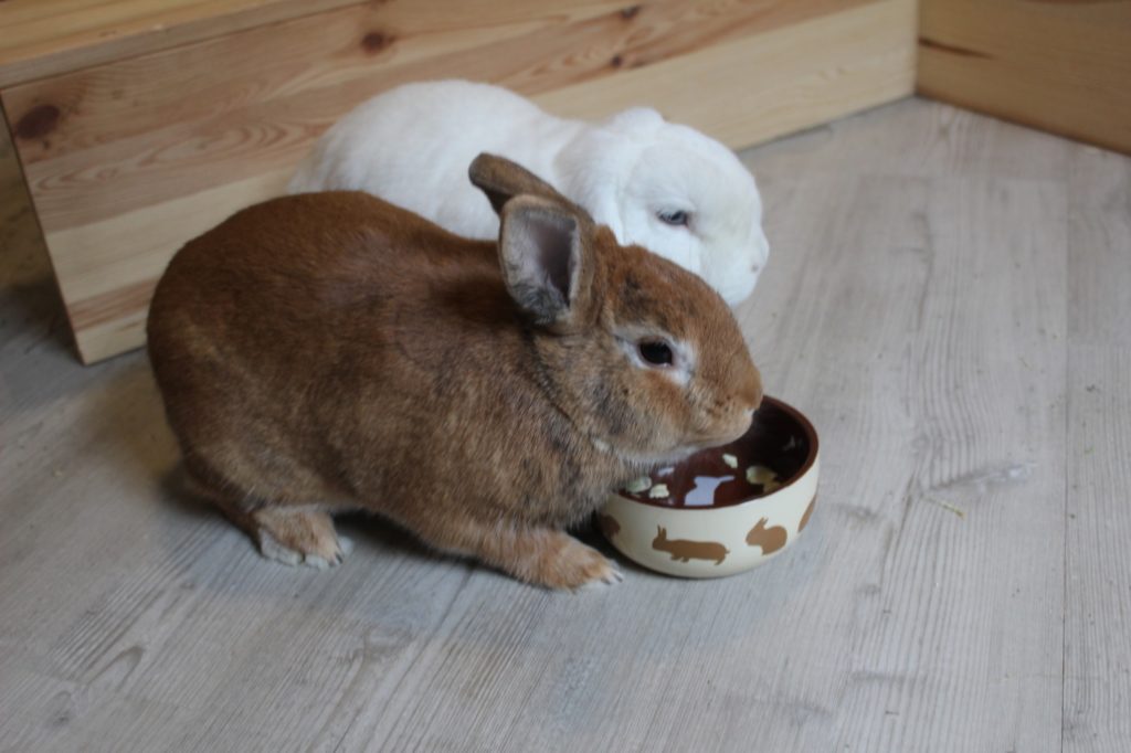 Lieblingsnapf der Kaninchen