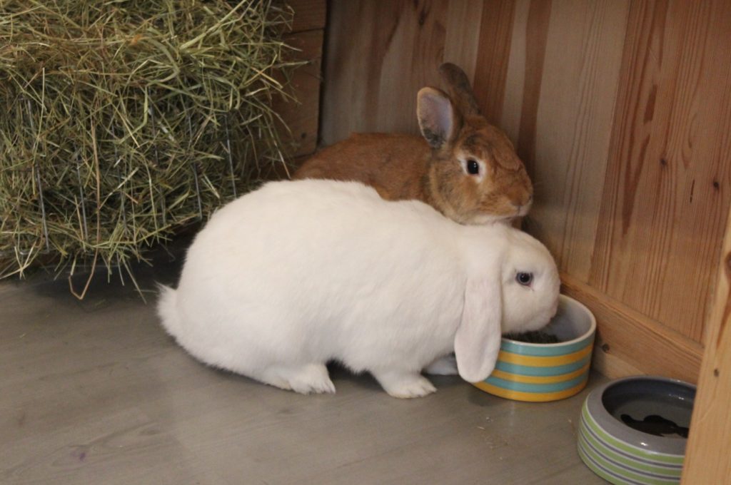Näpfe für Kaninchen