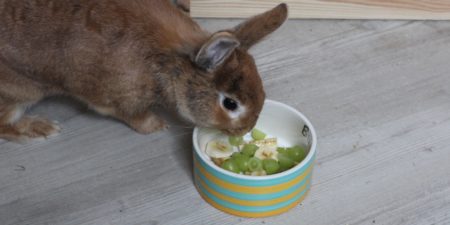 Obst für Kaninchen