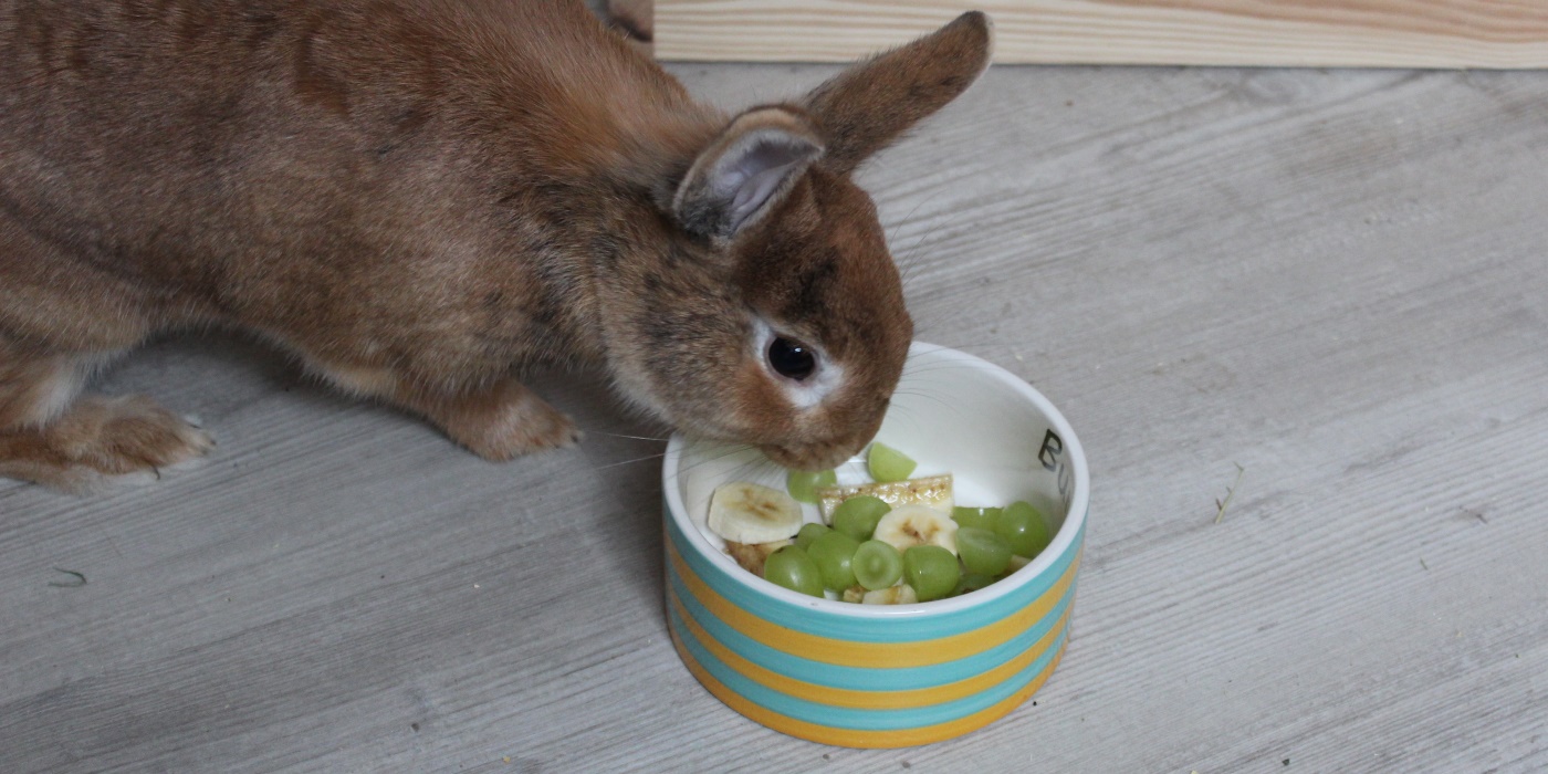 Obst fr Kaninchen: Futterliste und 6 wichtige Regeln zur Ftterung