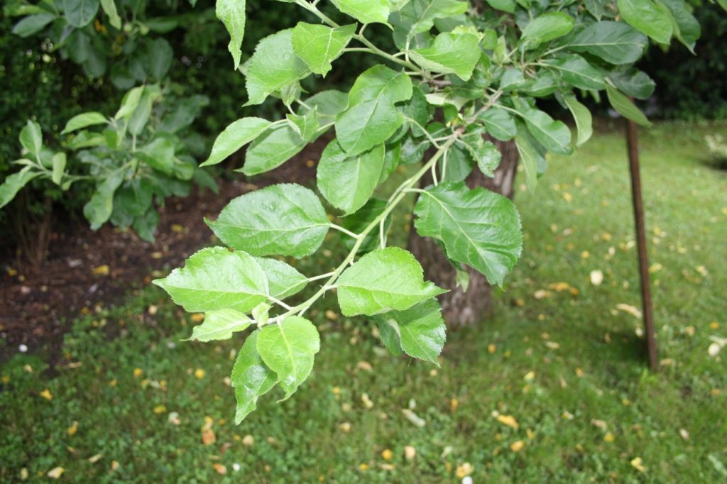 Äste und Zweige aus eigenem Garten