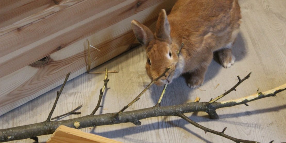 Zweige für Kaninchen