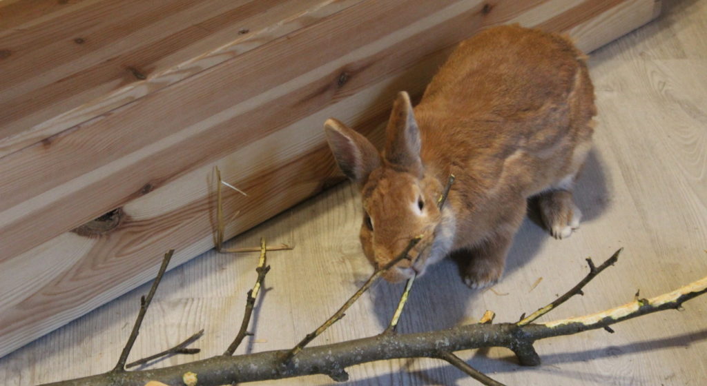 Das Foto zeigt wie ein Kaninchen am Ast nagt