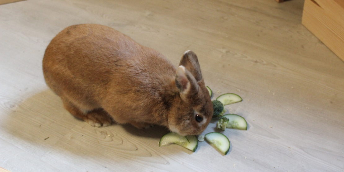 Das Foto zeigt ein Kaninchen mit Gurke und Brokkoli
