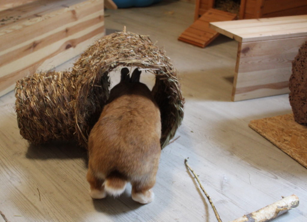 Das Foto zeigt ein Kaninchen das durch eine Röhre hoppelt