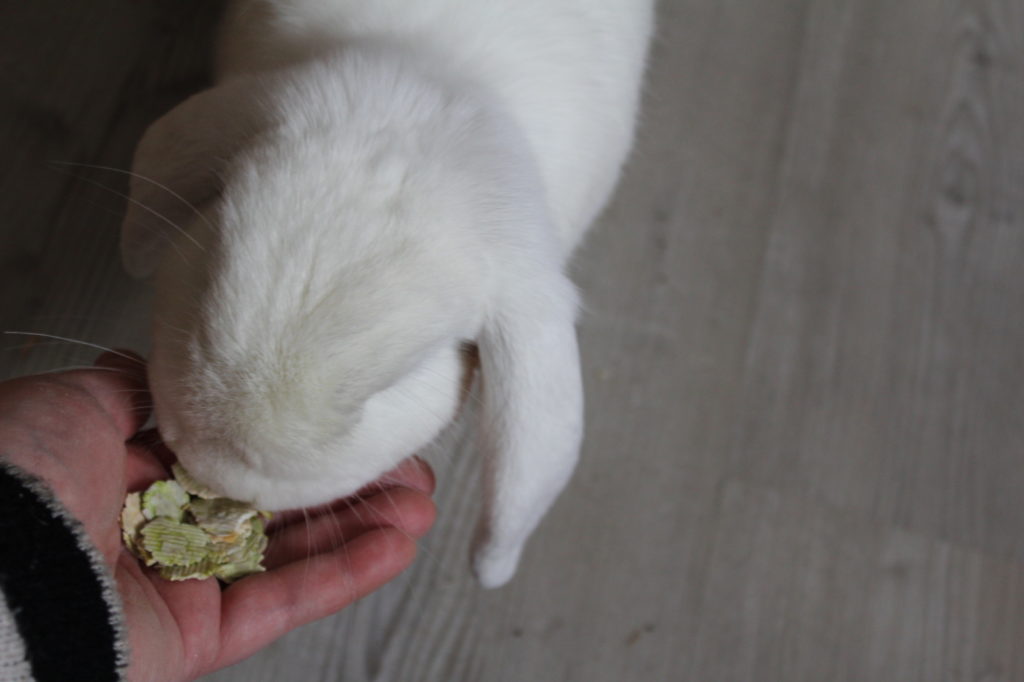 Das Foto zeigt ein Kaninchen, das Erbsenflocken aus der Hand gefüttert bekommt
