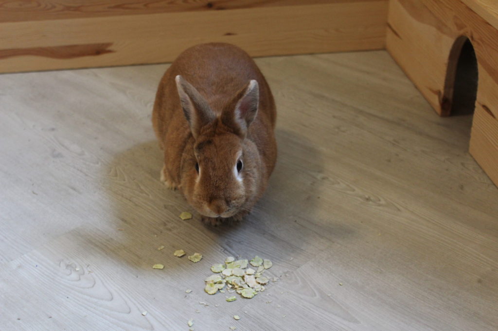 Das Foto zeigt ein Kaninchen mit Erbsenflocken