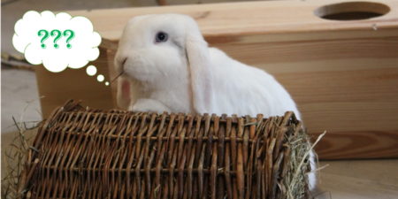Das Foto zeigt ein Kaninchen mit Fragezeichen