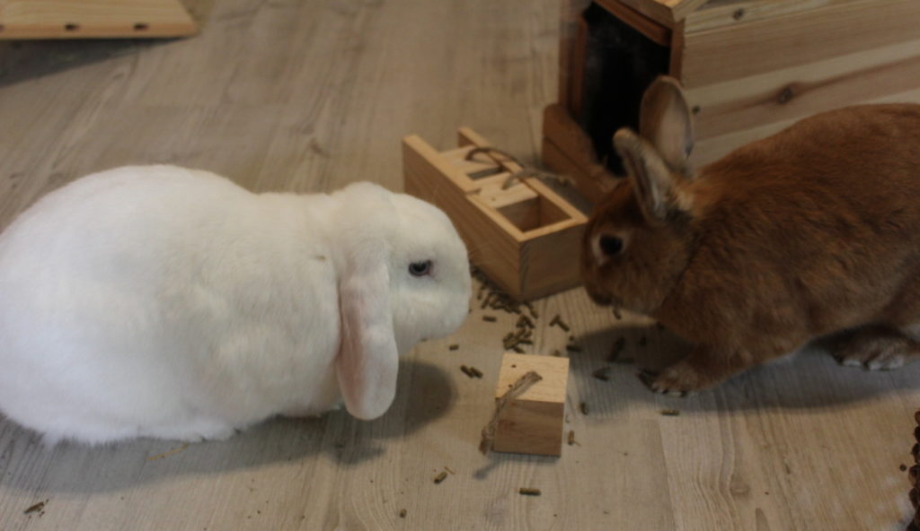 Das Foto zeigt ein Kaninchen mit Futterspielzeug aus dem Trockenfutter heraus kommt