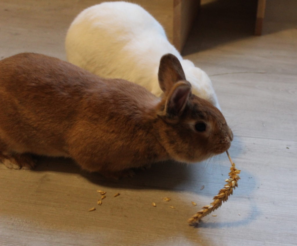 Das Foto zeigt ein Kaninchen mit einer Getreideähre
