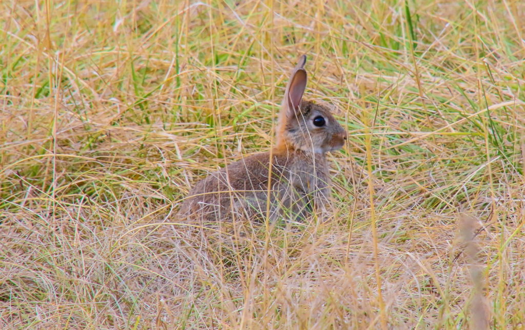 Das Foto zeigt ein junges Wildkaninchen im hohen Gras