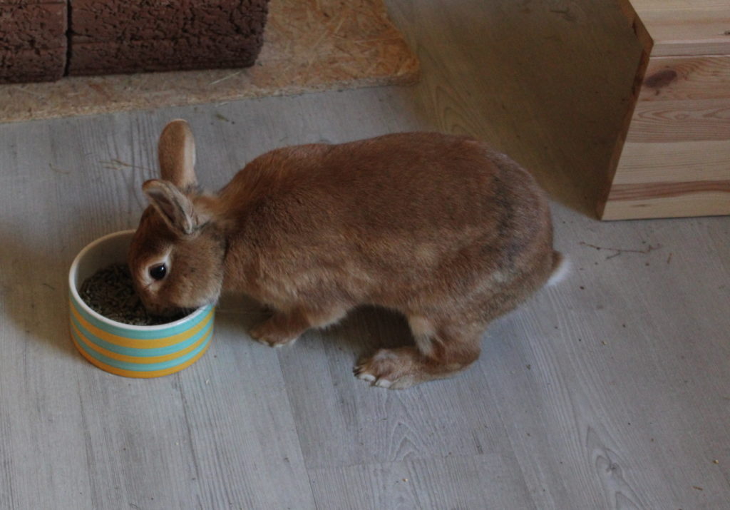 Das oto zeigt ein Kaninchen beim Fressen von Trockenfutter