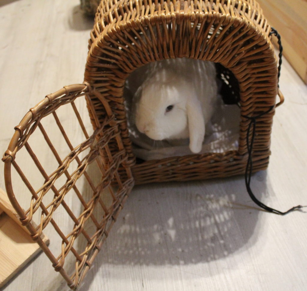 Das Foto zeigt ein Kaninchen in einer offenen Transportbox