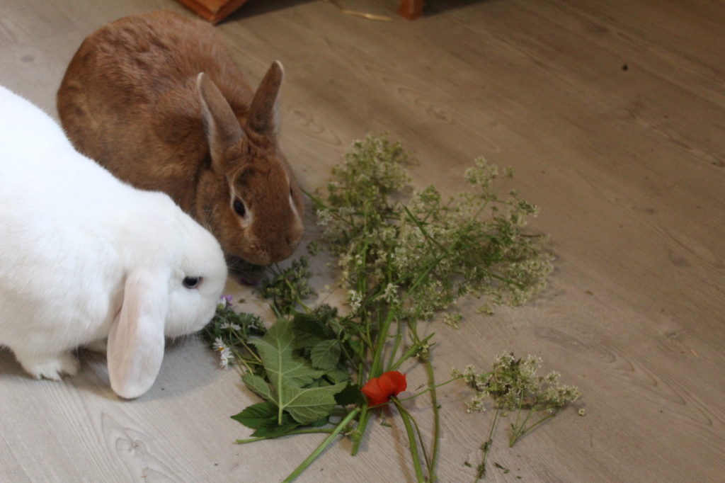 Das Foto zeigt zwei Kaninchen die Wiesenblumen vom Boden fressen