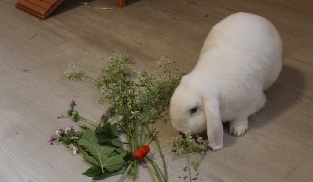 Das Foto zeigt ein Kaninchen das frische Wiese frisst