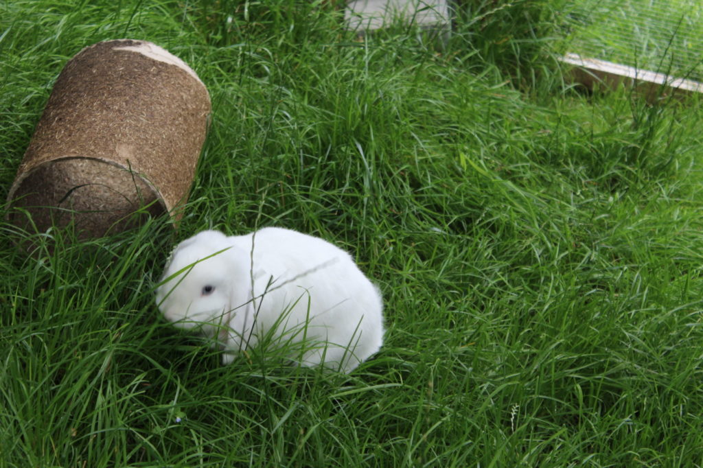 Das Foto zeigt ein Kaninchen auf der Wiese