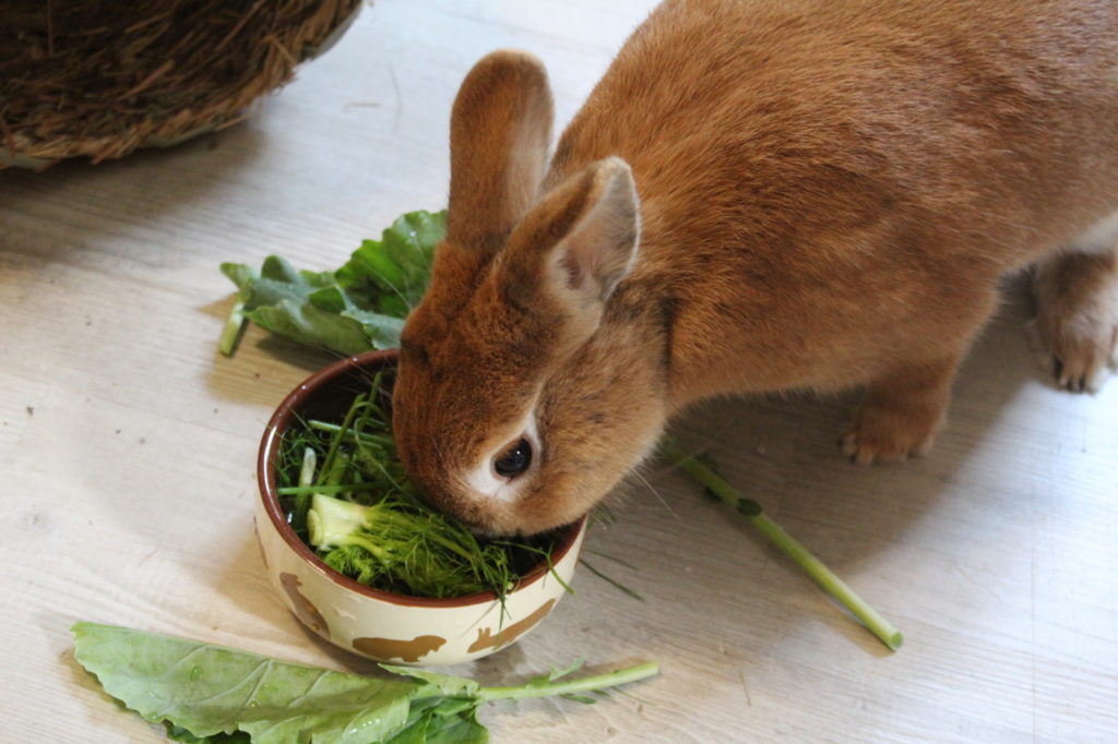 Das Foto zeigt ein Kaninchen mit Fenchelgrün