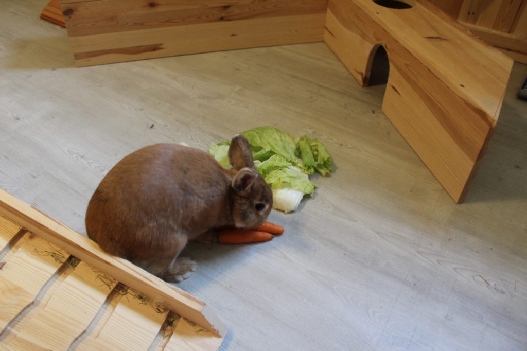 Das Foto zeigt ein Kaninchen mit Salat und Karotten