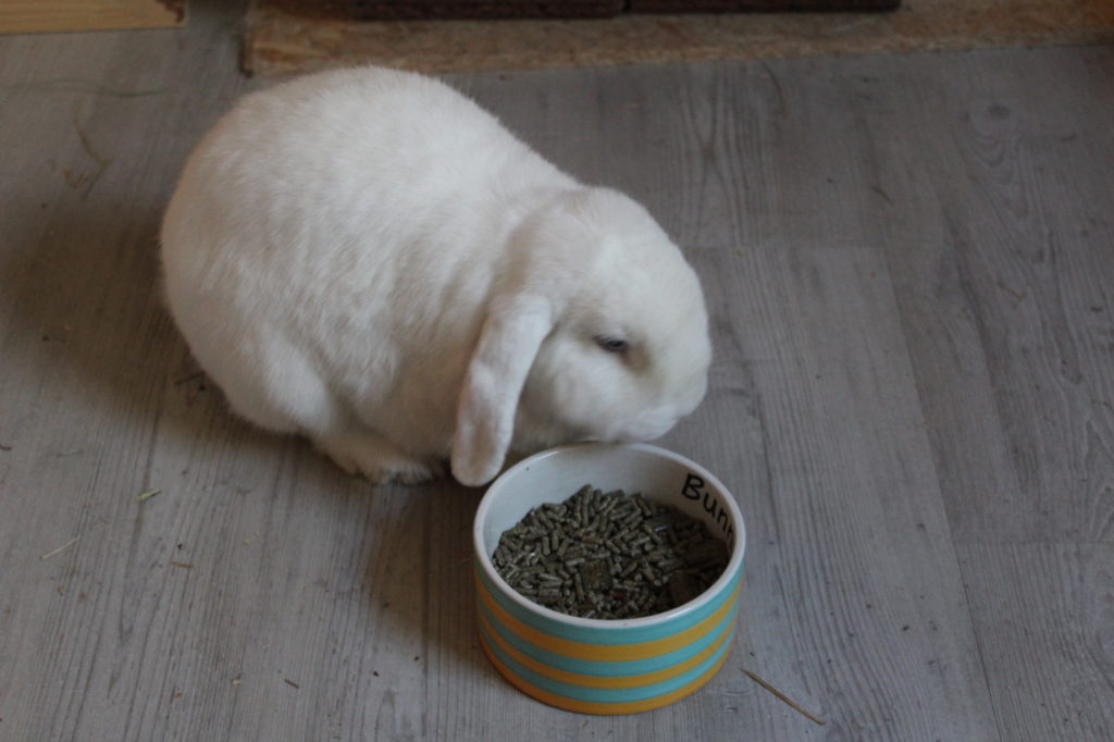 Das Foto zeigt ein Kaninchen das Trockenfutter frisst