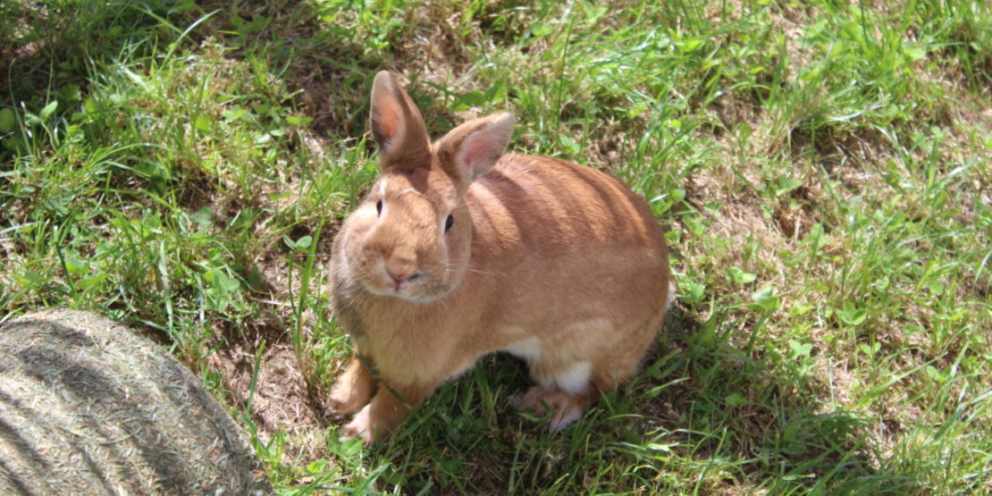 Das Foto zeigt ein Kaninhen auf einer Wiese das in die Kamera schaut