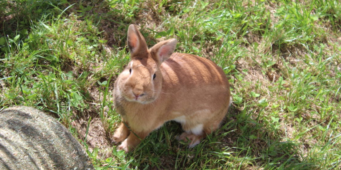 Das Foto zeigt ein Kaninchen auf einer Wiese das in die Kamera schaut