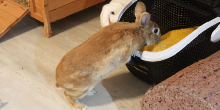 Das Foto zeigt ein Kaninchen das in eine Transportbox steigt