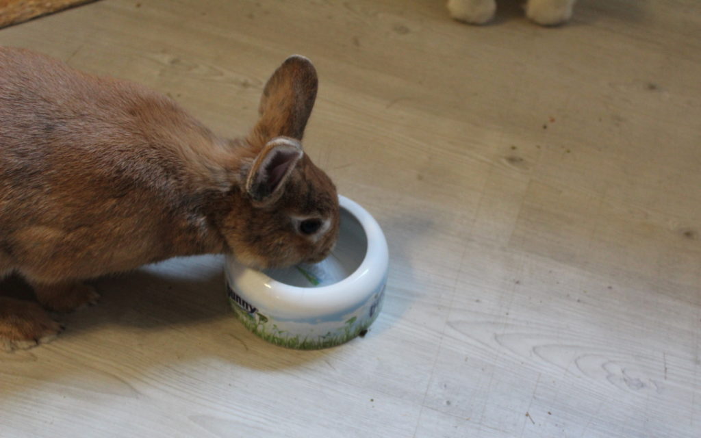 Das Foto zeigt ein Kaninchen das aus einem Napf trinkt