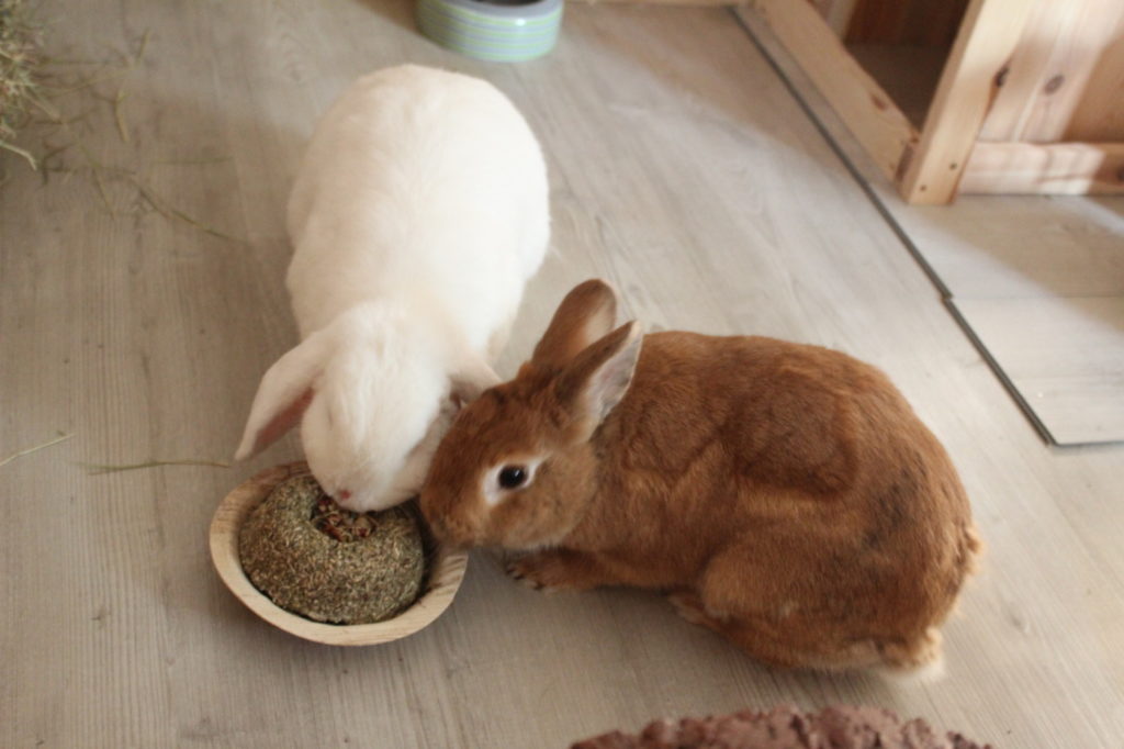 Das Foto zeigt Kaninchen mit Trockenfutter