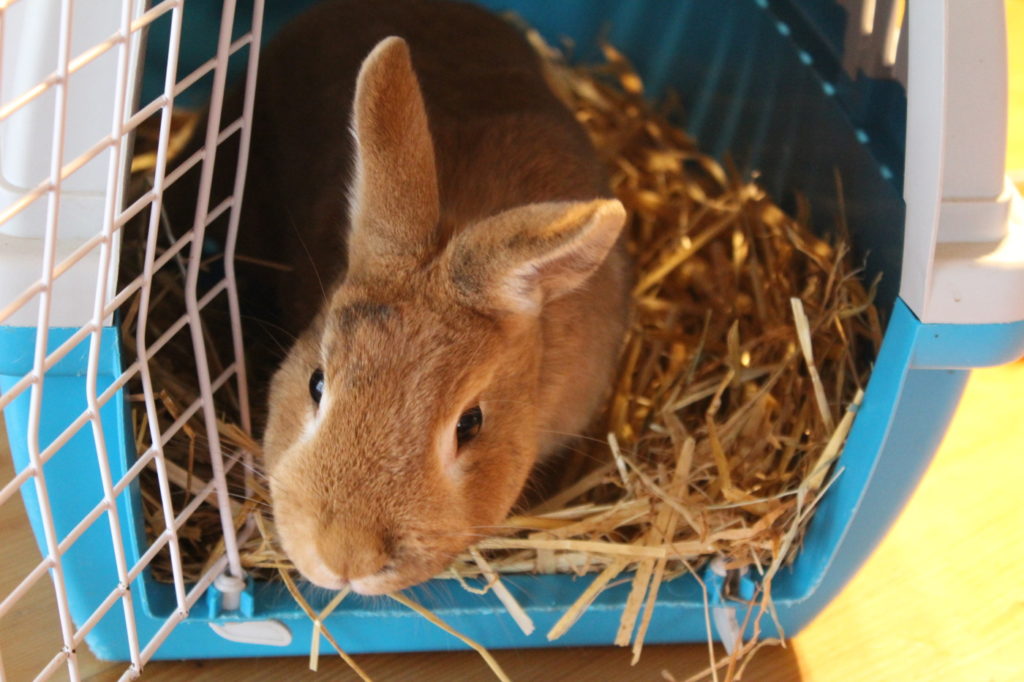 Das Foto zeigt ein Kaninchen in einer Transportbox das zum Tierarzt muss wegen Untergewicht
