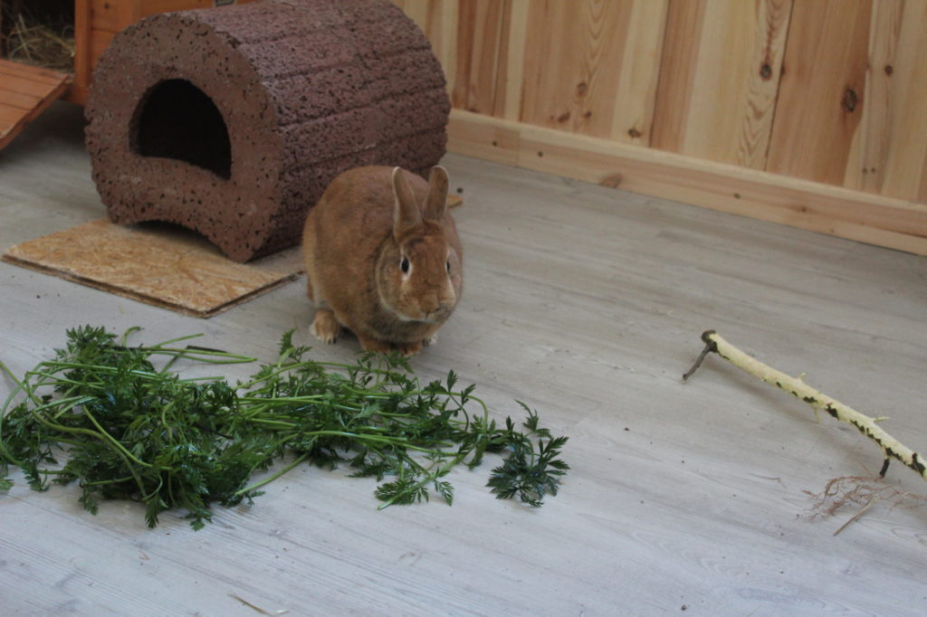 Das Foto zeigt ein Kaninchen mit Karottengrün