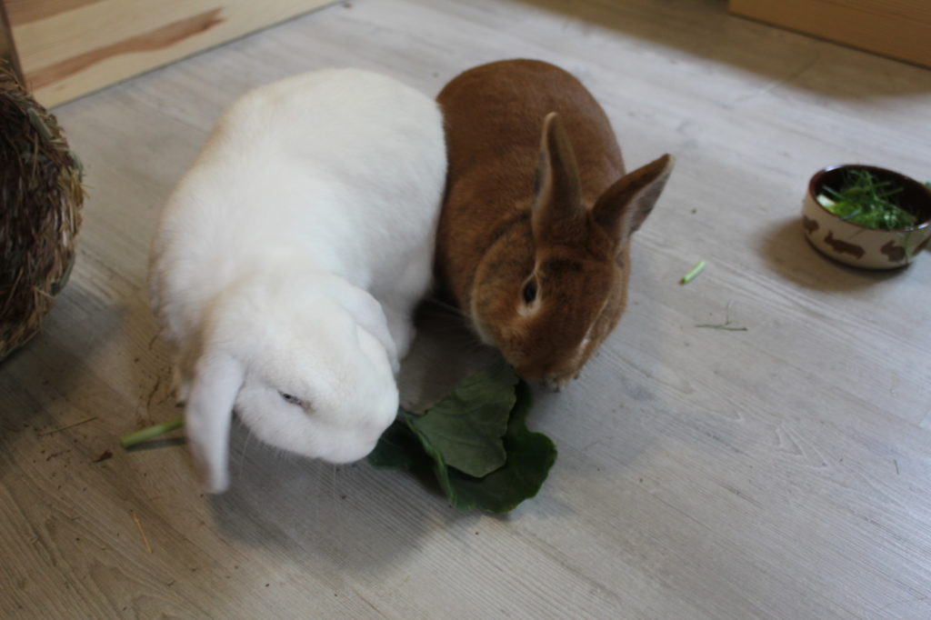 Das Foto zeigt zwei Kaninchen mit Kohlrabi 