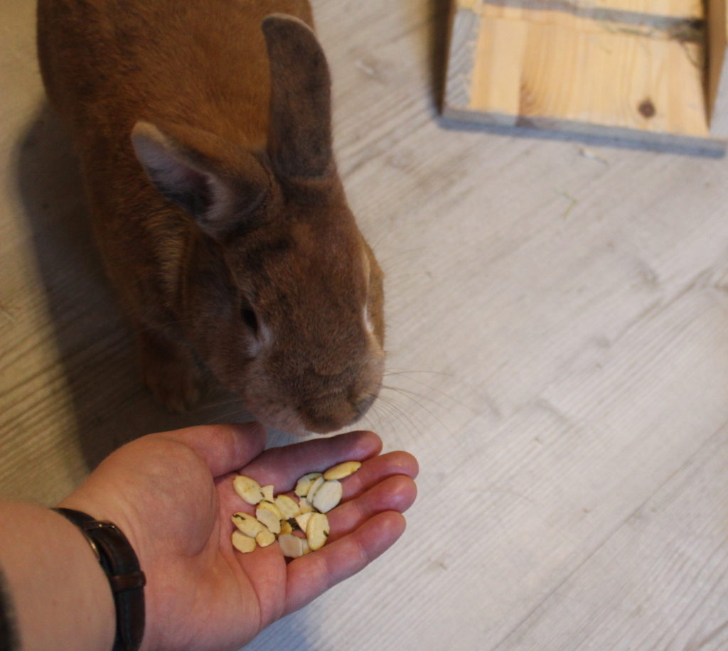 Das Foto zeigt ein Kaninchen das Kürbiskerne aus der Hand gefüttert bekommt