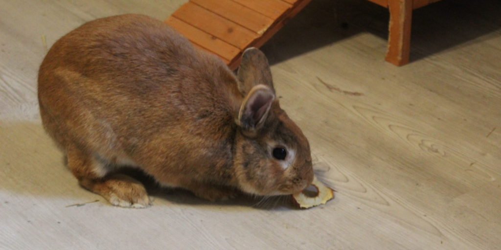 Das Foto zeigt ein Kaninchen mit Apfelchips als Leckerlie