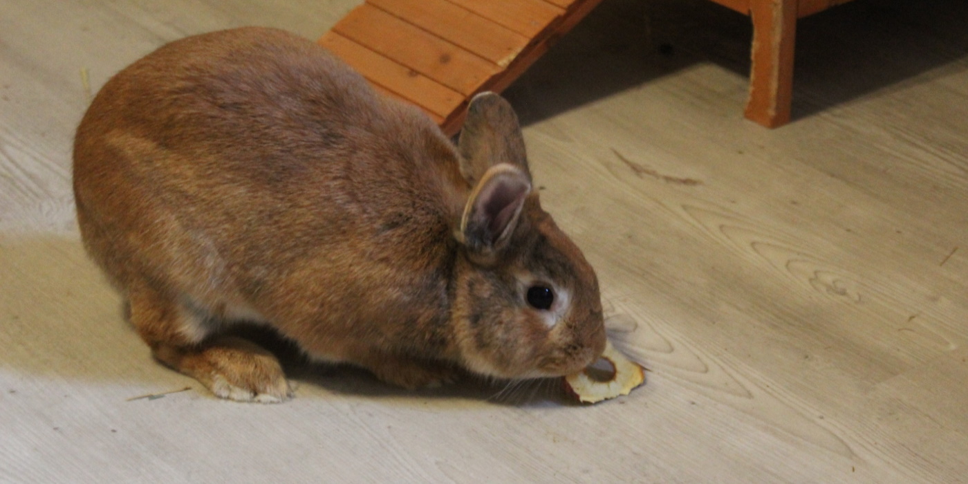 leckerlies-fuer-kaninchen.jpg