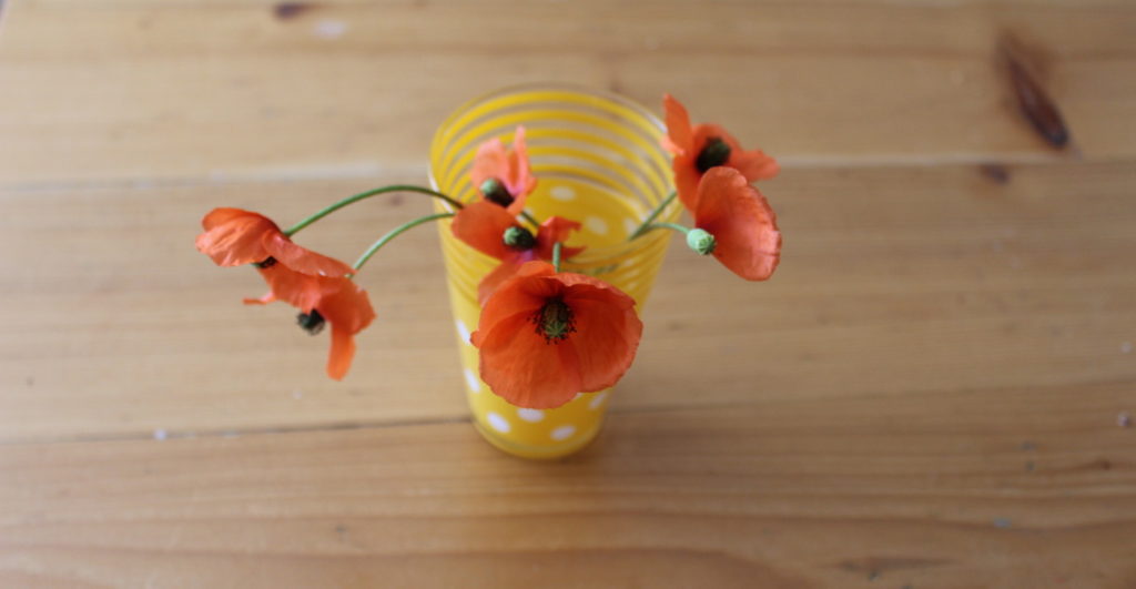 Das Foto zeigt Mohnblumen in einer Vase mit Wasser