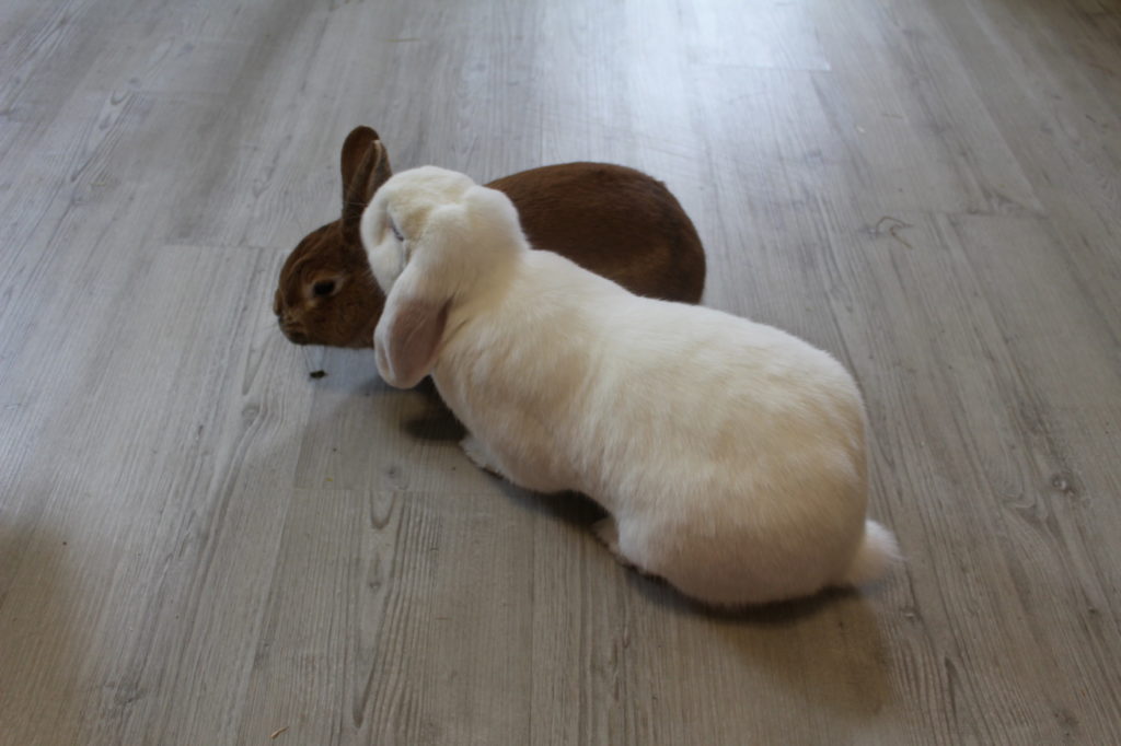 Das Foto zeigt ein Kaninchen mit Normalgewicht
