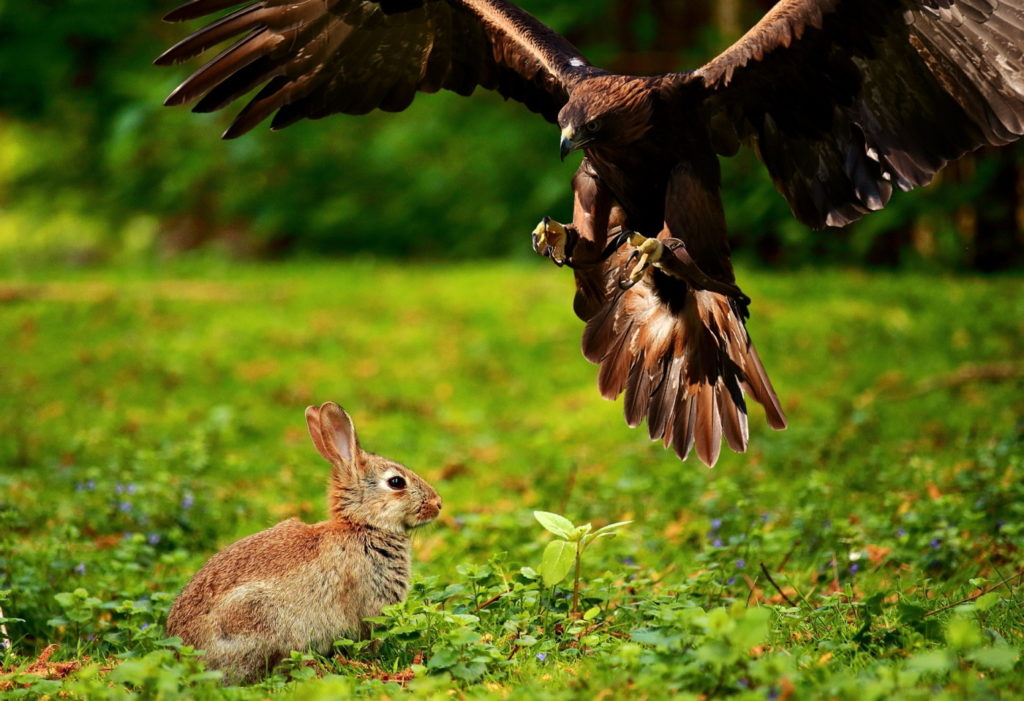 Das <foto zeigt einen Raubvogel der sich auf ein Kaninchen stürzt