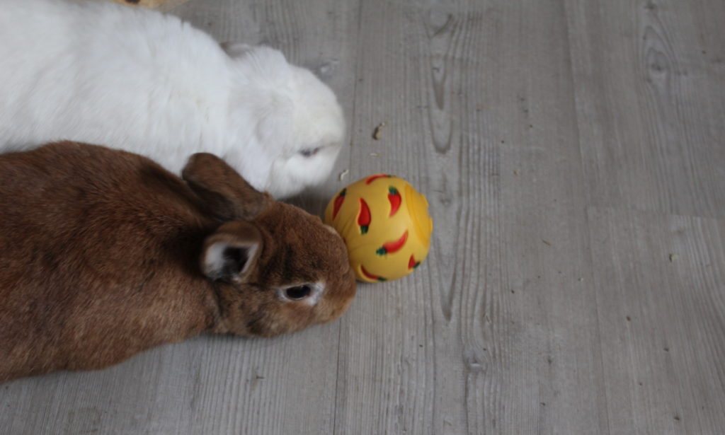 Das Foto zeigt zwei Kaninchen mit einem Snackball