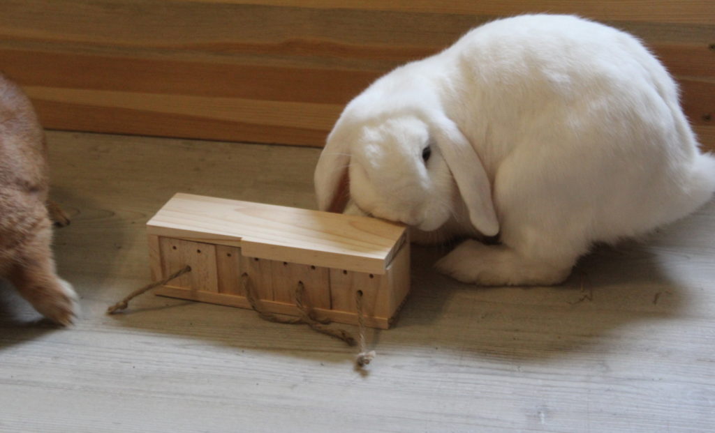 Das Foto zeigt ein Kaninchen mit Spielzeug