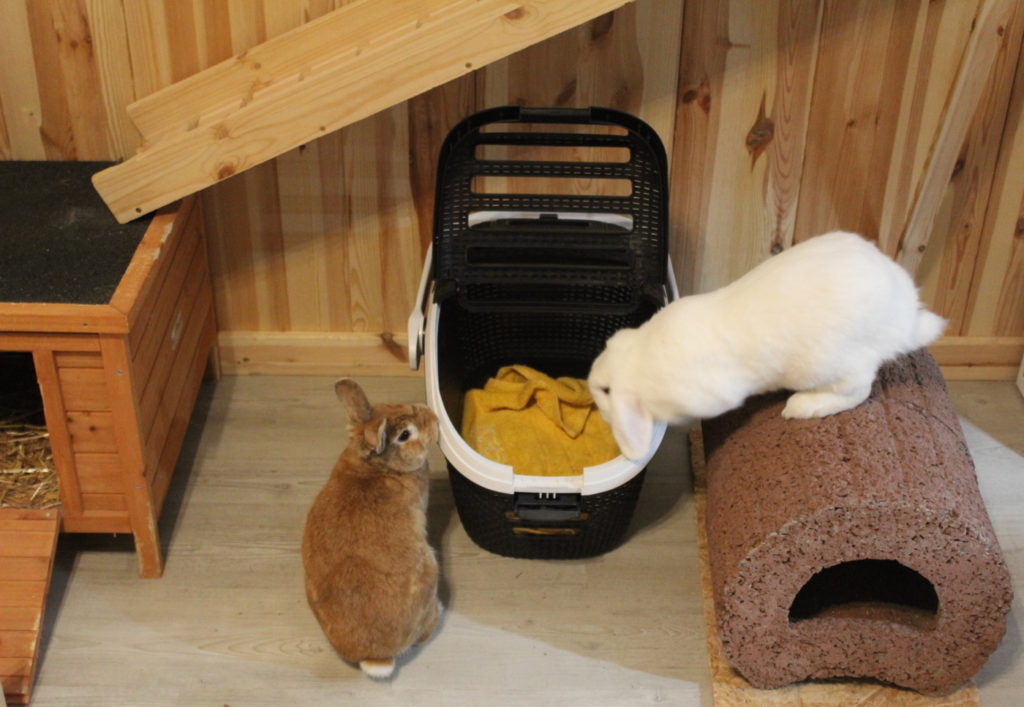 Das Foto zeigt zwei Kaninchen die eine Transportbox in der ein Handtuch als Unterlage liegt erkunden