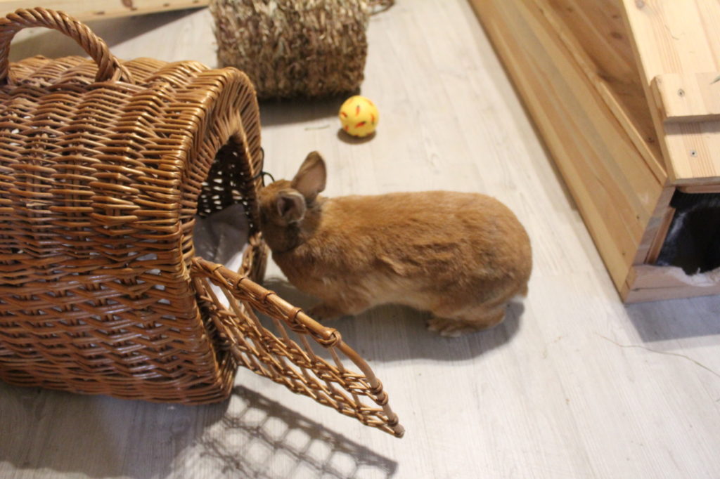 Das Foto zeigt eine offene Transportbox im Kaninchengehege