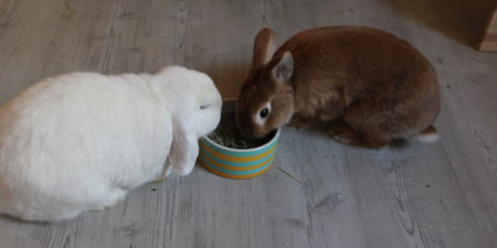 Das Foto zeigt zwei Kaninchen die Trockenfutter fressen