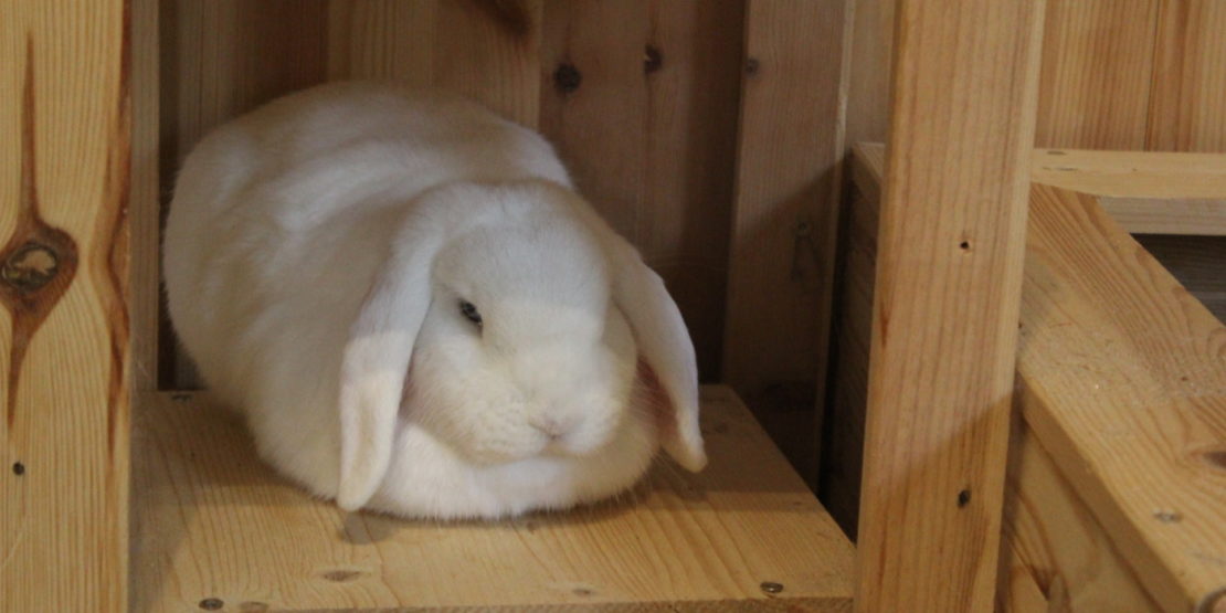 Das Foto zeigt ein Kaninchen mit Übergewicht