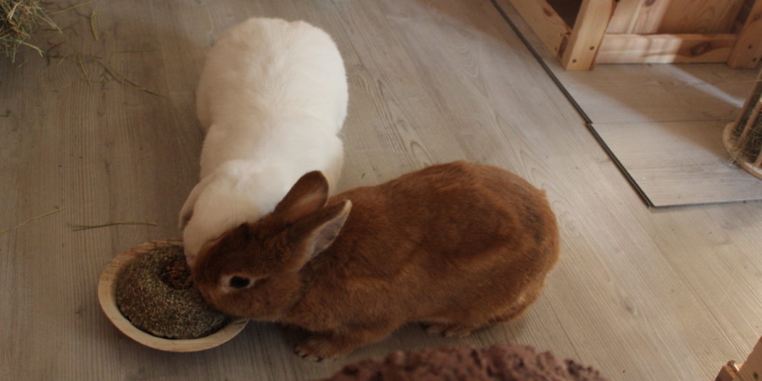 Das Foto zeigt Kaninchen mit ungesundem Futter