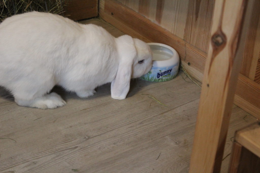 Das Foto zeigt ein Kaninchen das einen Napf anstupst
